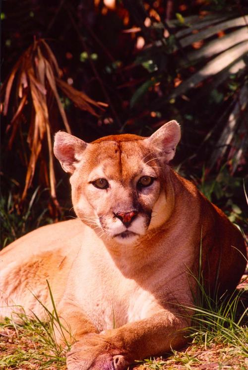 Florida Panther